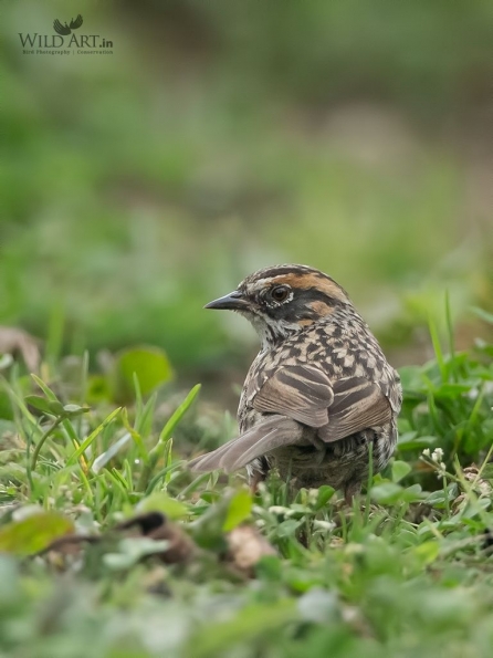 Accentors (Prunellidae)