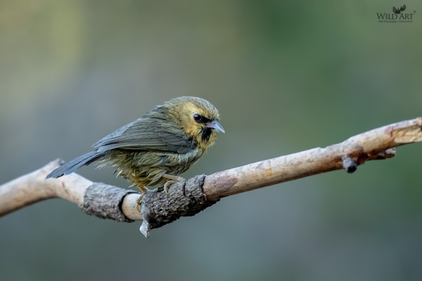 Babblers, Scimitar Babblers (Timaliidae)