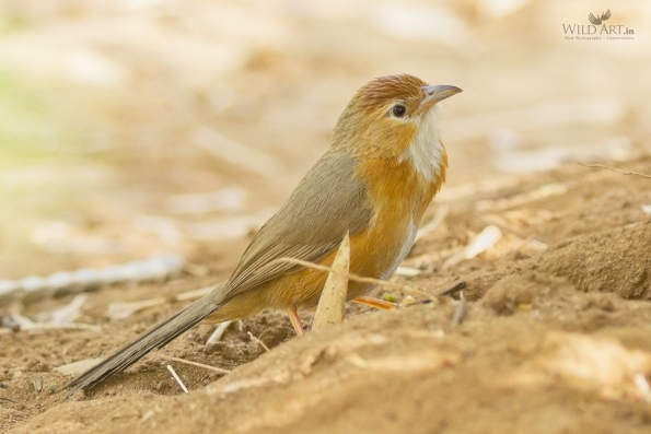 Babblers, Scimitar Babblers (Timaliidae)