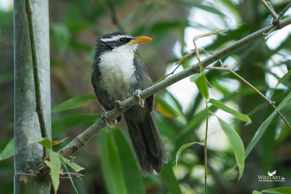 Babblers, Scimitar Babblers (Timaliidae)