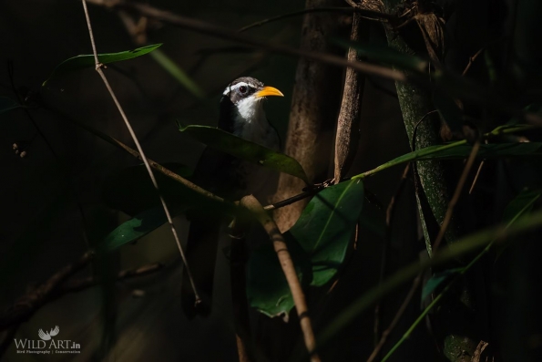 Babblers, Scimitar Babblers (Timaliidae)