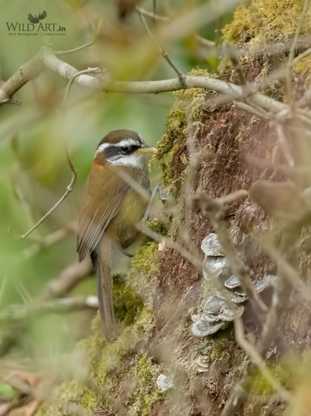 Babblers, Scimitar Babblers (Timaliidae)