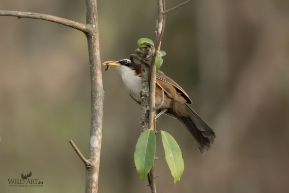 Babblers, Scimitar Babblers (Timaliidae)