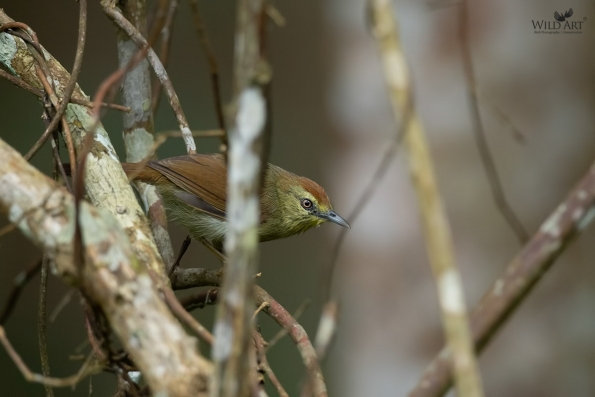 Babblers, Scimitar Babblers (Timaliidae)