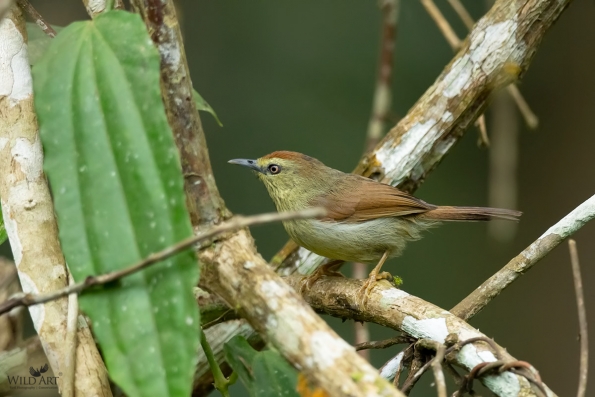 Babblers, Scimitar Babblers (Timaliidae)