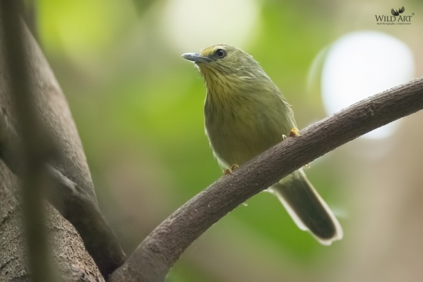 Babblers, Scimitar Babblers (Timaliidae)