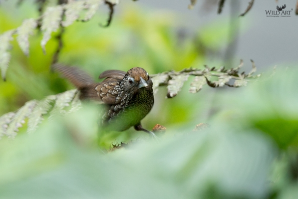 Babblers, Scimitar Babblers (Timaliidae)