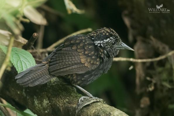 Babblers, Scimitar Babblers (Timaliidae)