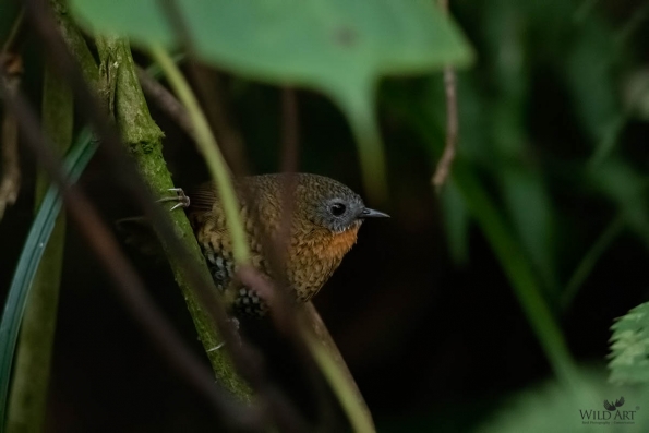 Babblers, Scimitar Babblers (Timaliidae)