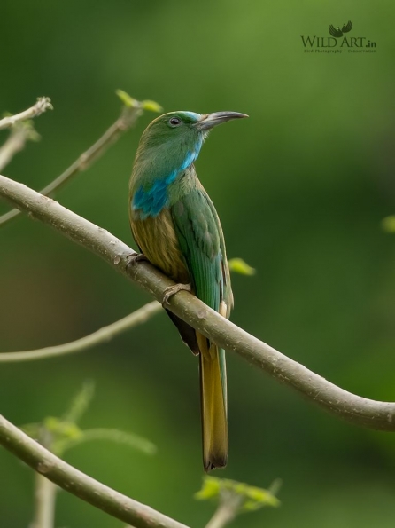 Bee-eaters (Meropidae)