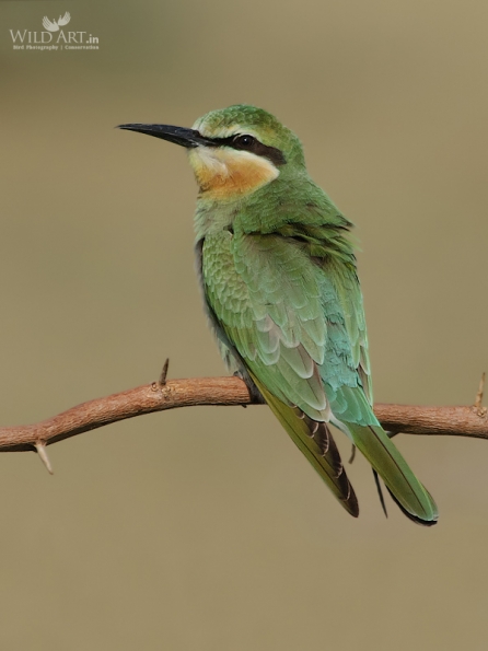 Bee-eaters (Meropidae)