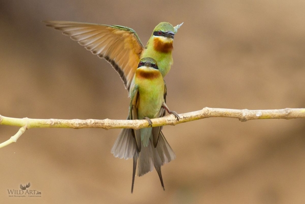 Bee-eaters (Meropidae)