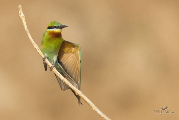 Bee-eaters (Meropidae)