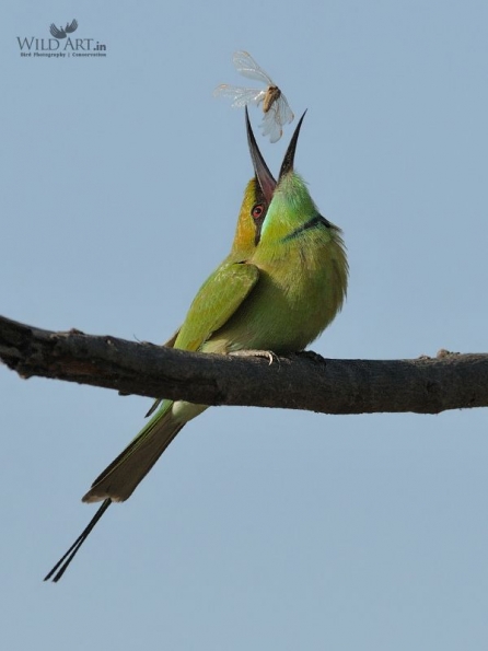 Bee-eaters (Meropidae)