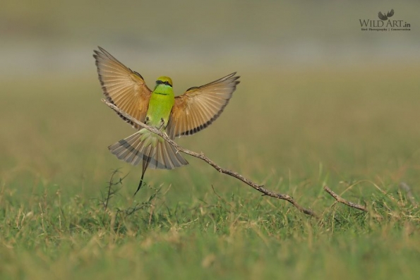 Bee-eaters (Meropidae)