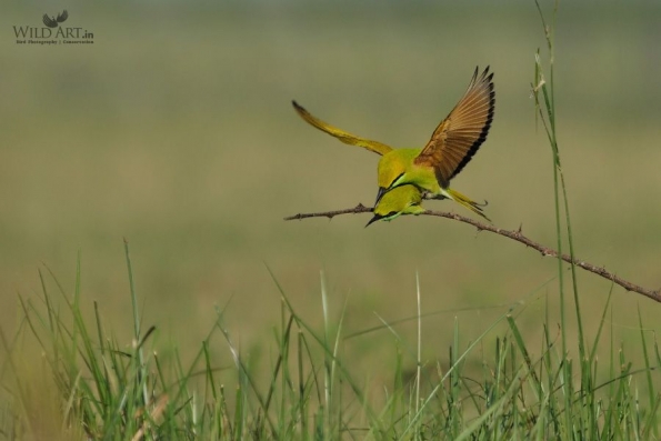 Bee-eaters (Meropidae)