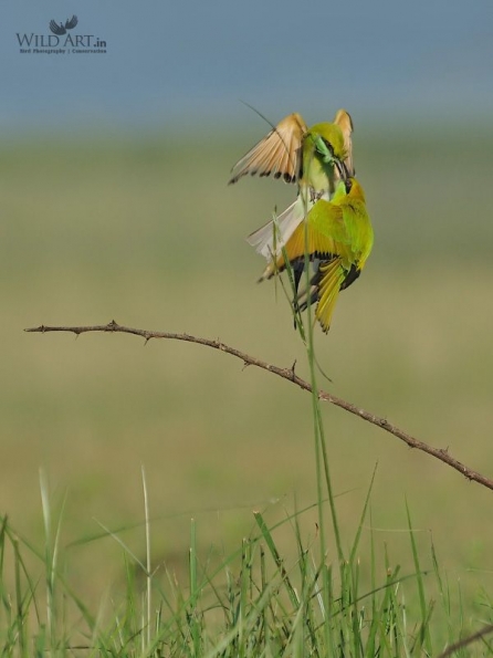 Bee-eaters (Meropidae)