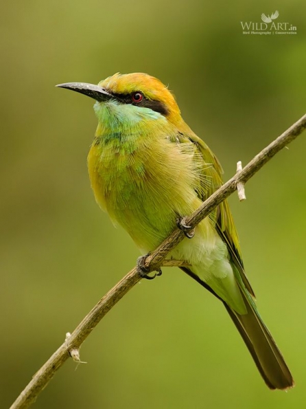 Bee-eaters (Meropidae)