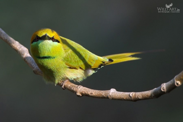 Bee-eaters (Meropidae)