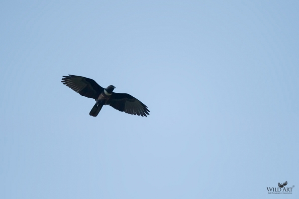 Birds of Prey (Accipitridae)