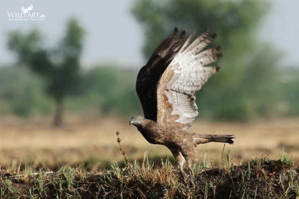 Birds of Prey (Accipitridae)