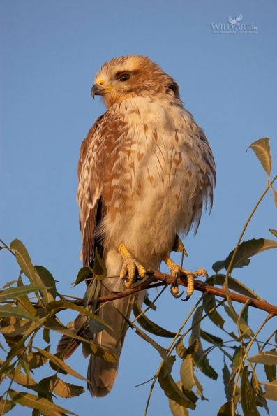 Birds of Prey (Accipitridae)