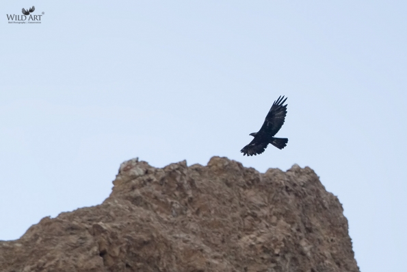 Birds of Prey (Accipitridae)