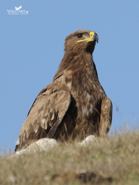 Birds of Prey (Accipitridae)