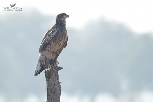 Birds of Prey (Accipitridae)