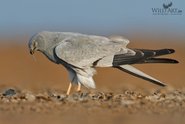 Birds of Prey (Accipitridae)