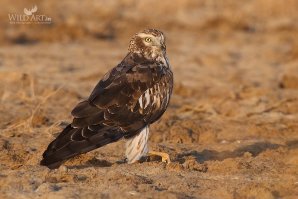 Birds of Prey (Accipitridae)