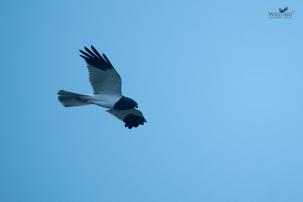 Birds of Prey (Accipitridae)