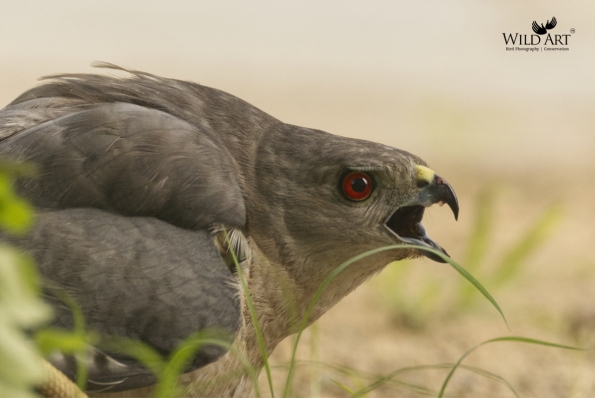 Birds of Prey (Accipitridae)