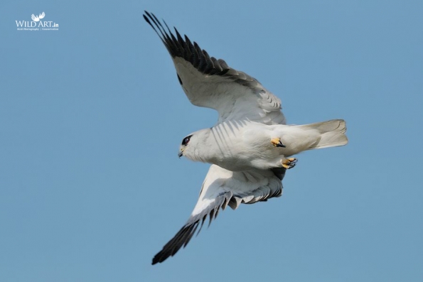 Birds of Prey (Accipitridae)