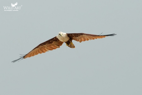 Birds of Prey (Accipitridae)