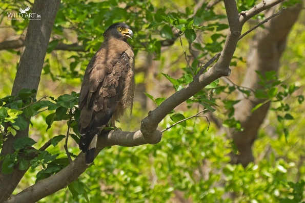 Birds of Prey (Accipitridae)