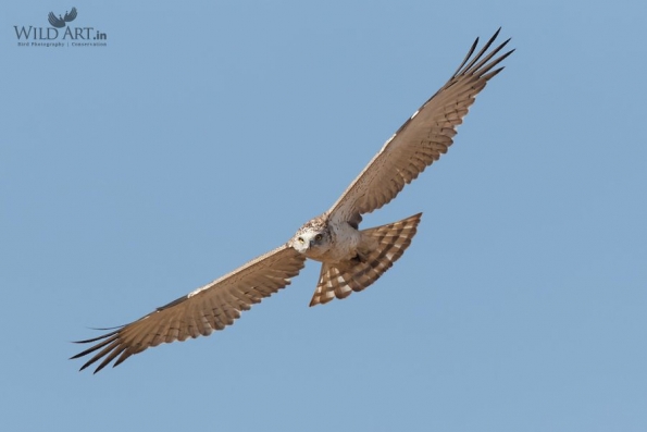 Birds of Prey (Accipitridae)