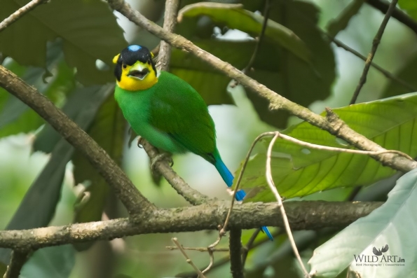 Broadbills (Eurylaimidae)