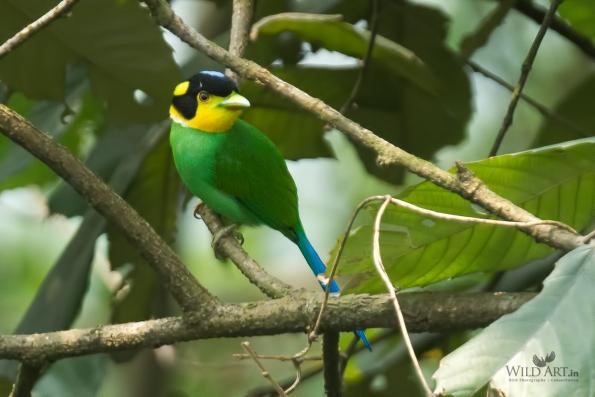 Broadbills (Eurylaimidae)