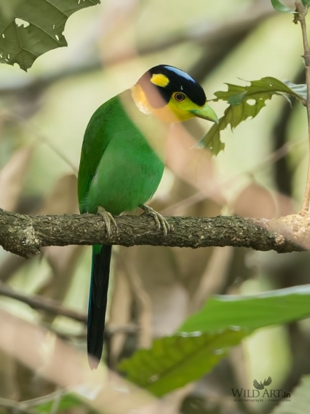 Broadbills (Eurylaimidae)