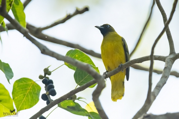 Bulbuls (Pycnonotidae)