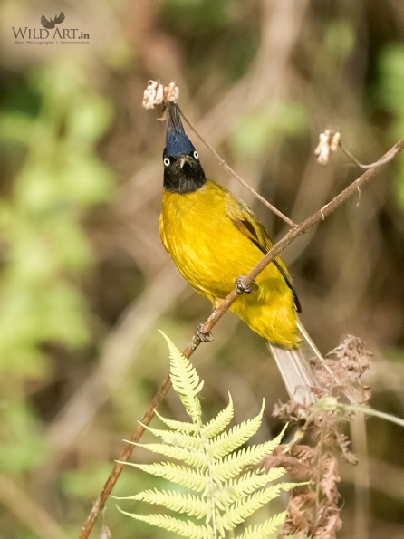 Bulbuls (Pycnonotidae)