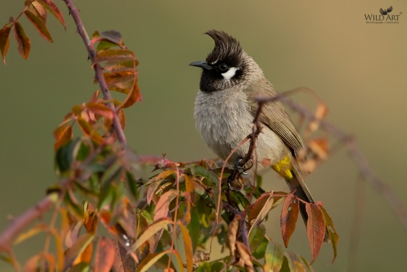 Bulbuls (Pycnonotidae)