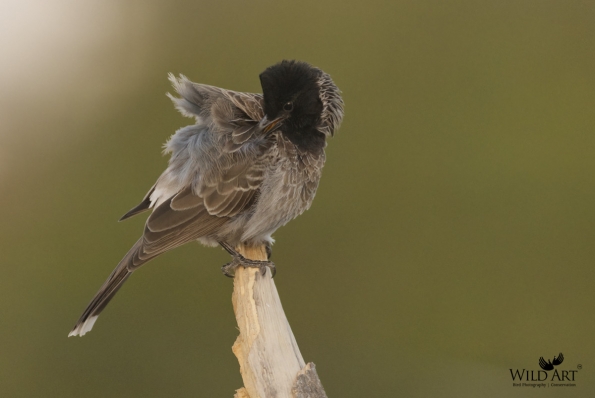 Bulbuls (Pycnonotidae)