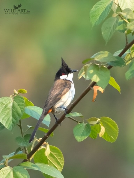 Bulbuls (Pycnonotidae)