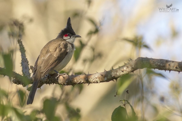Bulbuls (Pycnonotidae)