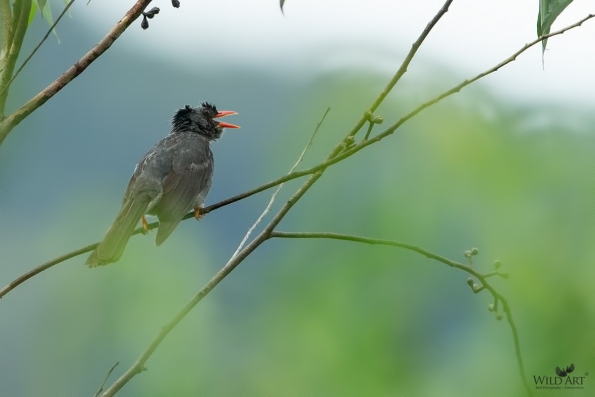 Bulbuls (Pycnonotidae)