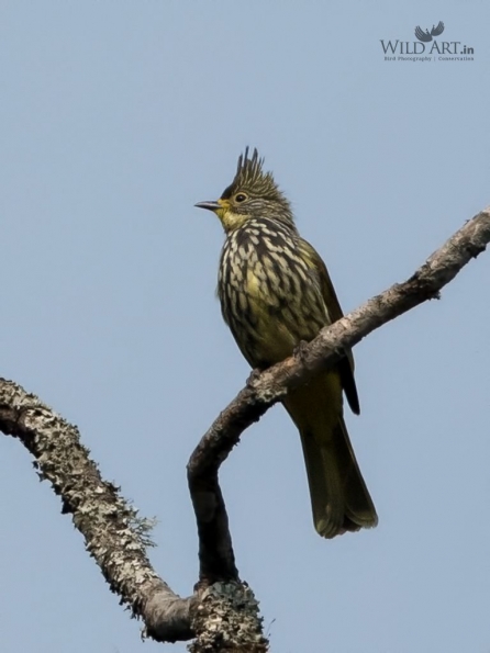Bulbuls (Pycnonotidae)