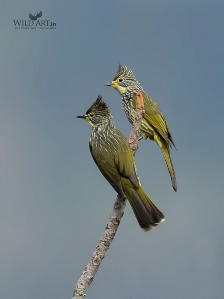Bulbuls (Pycnonotidae)