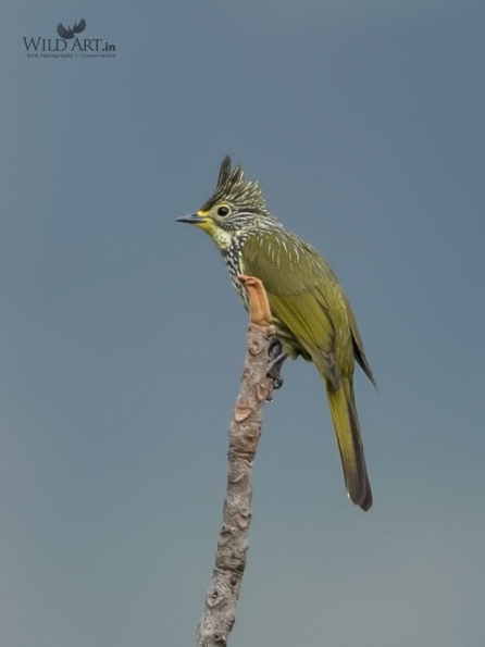 Bulbuls (Pycnonotidae)